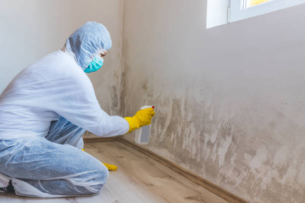 Professional mold removal team in Riverton