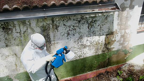 Mold Removal service in Riverton
